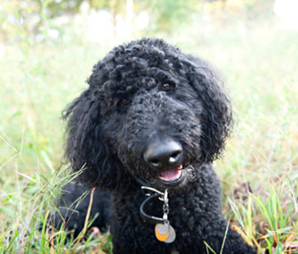 Black Standard Poodle in Grass