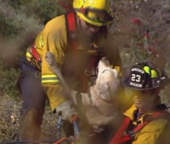 Firefighters saved Murphy, a 13-yera-old Lab, from a 100-foot cliff in California.