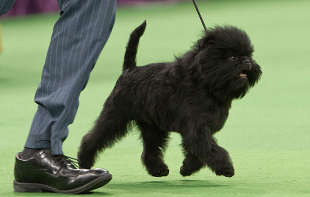 Westminster's Best in Show winner, Affenpinscher Banana Joe, takes a lap around the ring.