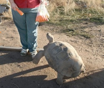 Mary Plumb feeds her tortoise carrot treats after being reunited with him in Arizona.