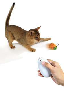 cat chasing a toy bug