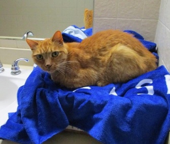 Fourteen-year-old Milkie was reunited with the Skelly family after getting lost on a move across the country.