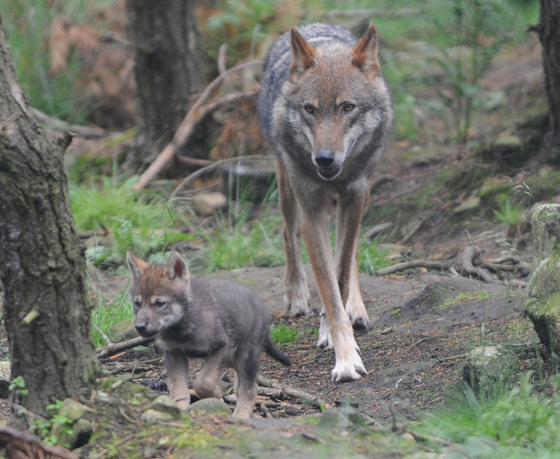 Wolf Pup