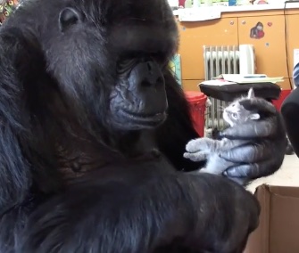 Koko the gorilla got two kittens for her 44th birthday, including Ms. Gray, who's pictured here.