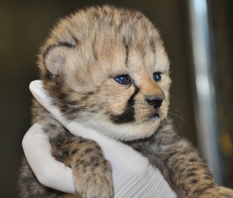 This cub is one of 10 baby cheetahs born at the Smithsonian Conservation Biology Institute in Front Royal, Va.
