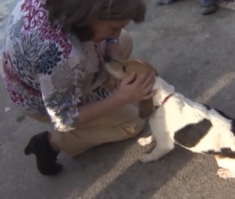Sassy the Beagle was reunited with her owners after 17 months away from home.
