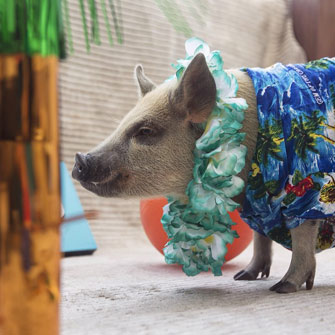 An Instagram of Jamon the Pig dressed for a pool party