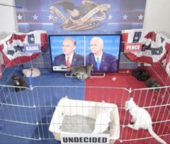 Ten adoptable kittens took part in a Late Show focus group to see their reaction to the vice presidential debate.