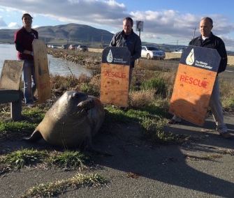 Tolay, a pregnant and stubborn elephant seal, was moved to a safe beach area in California.