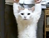 Cat walks on hind legs, with human help