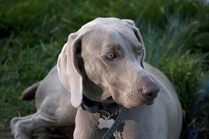 Shorthair Dog lying in grass