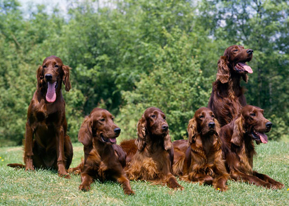 irish setter intelligence