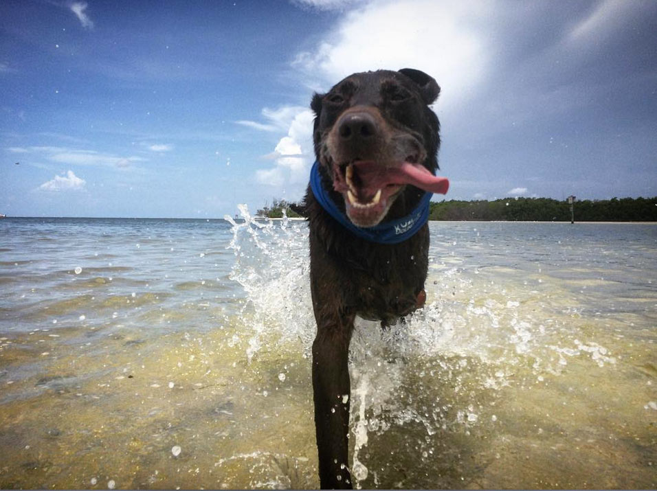 cross country road trip with dog