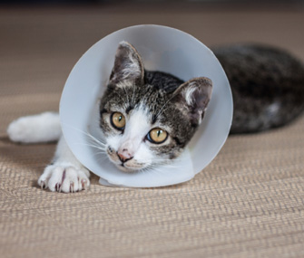 Cat in cone