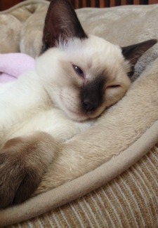 Lily the Cat