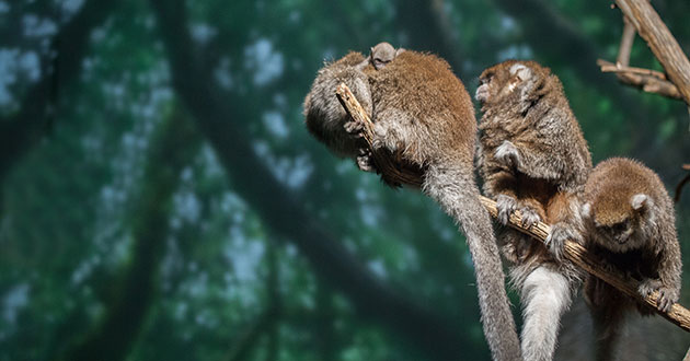 A family of Bolivian gray titi monkeys sits together on a tree branch at the Lincoln Park Zoo.