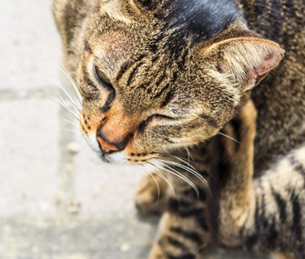 Cat itching
