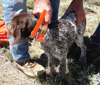 Five-month-old Maggie was rescued from a 26-foot mine shaft in Montana.