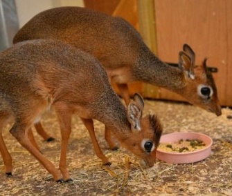 Neo, a 1-month-old mini dik-dik, bonds with his big sister, Aluna.
