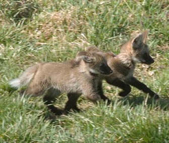 National Zoo Wolf Pups