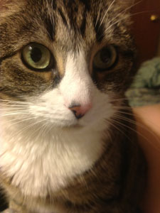 cat close up