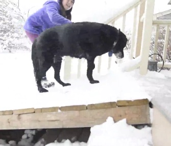 A mail carrier in Boulder, Colorado, helped construct a ramp for a 14-year-old Lab.