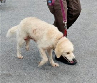Henry walks with a sheriff after helping his owner fend of a black bear.