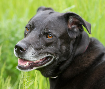 Senior dog portrait