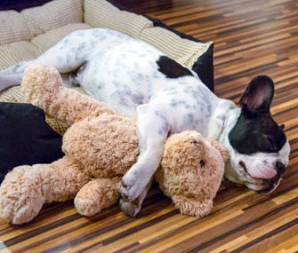 Dog With Bed and Toy