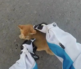 A motorcyclist wearing a GoPro camera saved a scared kitten from the middle of a busy intersection.