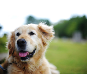 Senior Golden Retriever