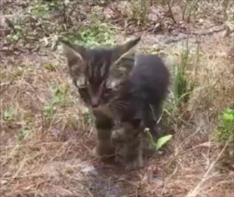 A mechanic had to cut into the dashboard of a Monte Carlo to free the owner's kitten.