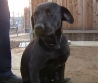 Maggie, the black Lab who stood by her dead pal, was reunited with her family.