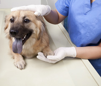 Dog at the Vet
