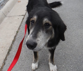 Animal control in Arkansas is hoping to find the owner of this loyal senior dog.