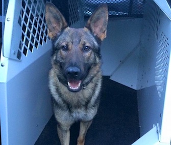Massachusetts State Police K9 Riggs helped save the life of a missing elderly man.