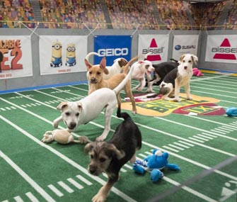 Puppies take to the field at Puppy Bowl IX.