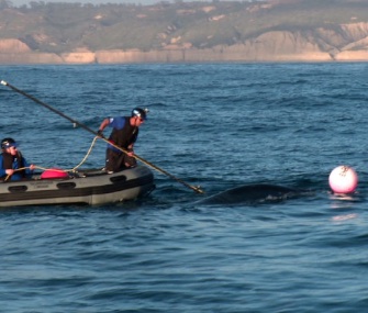 A team from SeaWorld San Diego came to the rescue of a young humpback whale who was entangled in fishing line.