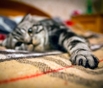 Cat's paw in focus
