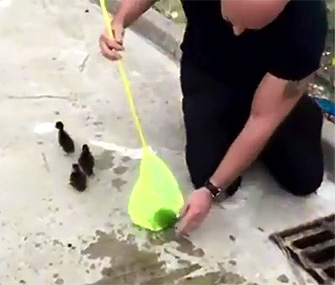 Ducklings saved from storm drain