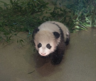 Bao Bao, the baby panda at the National Zoo, has been showing off her sweet tooth.