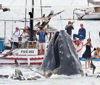 A photographer captures stunning images of a humpback whale feeding.
