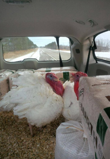 Turkeys in the car on the way to Washington D.C.