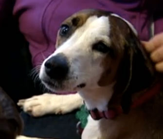 The Sloan family was happy to give Carrot a second chance.