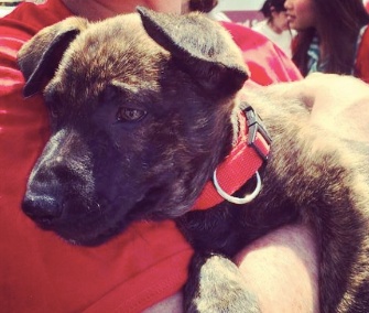 This puppy was among the animals looking for a home during Maddie's Pet Adoption Days.