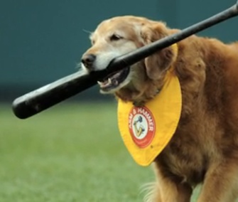 Chase the bat-dog helped the Trenton Thunder for 10 years before adoring crowds.