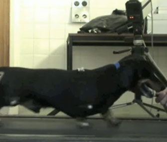 Jasper, a 10-year-old dog, regained the use of his hind legs after a nose cell transplant.