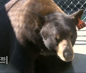 Meatball is a celebrity at the Lions Tigers & Bears sanctuary outside San Diego.