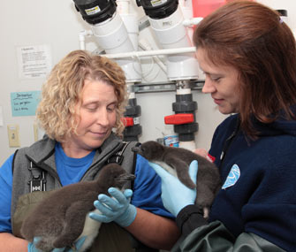 Two Macaroni Penguin chicks meet for the first time at the Tennessee Aquarium.