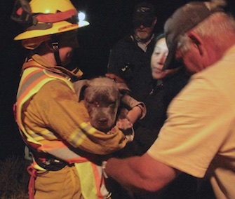 Firefighters saved Marshmallow from a dark hillside after she fell over a cliff.
